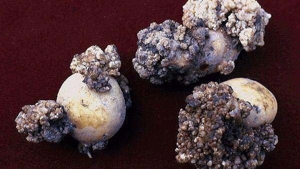 Abnormal, brownish-black spongy growths on the surface of potatoes.