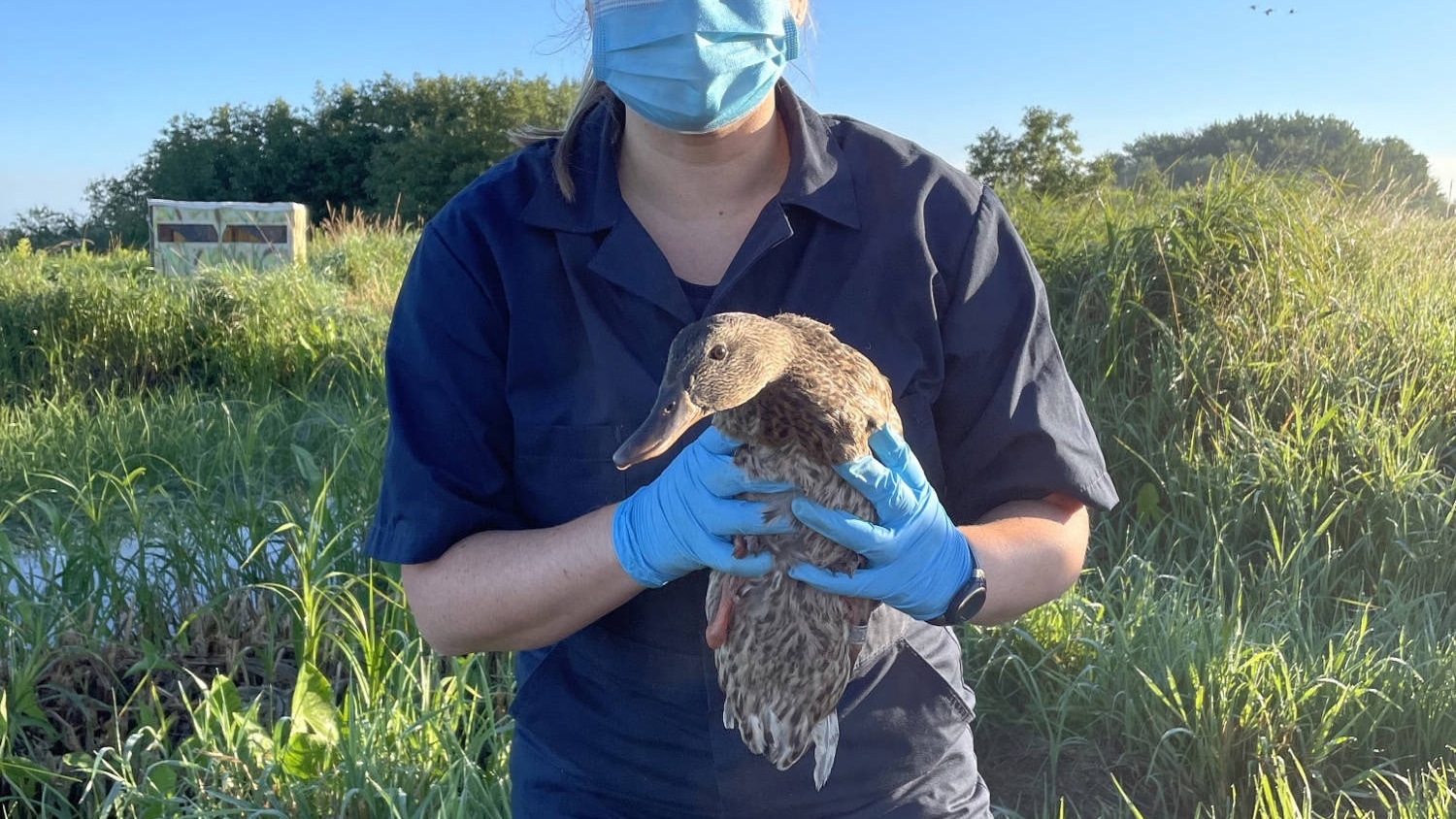 Wildlife Services employee wearing a mask, gloves, and hat with USDA logo on it; standing outside in wetland area holding a duck.