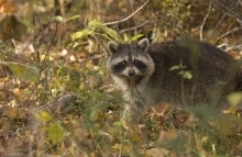 Raccoon walking in the woods