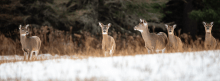 Several brown white-tailed deer standing in a snow-covered field.