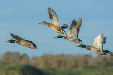 ducks in flight