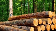 Wood logs stacked at edge of a forest